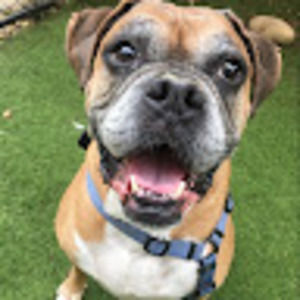 Meet your Posher, Susan